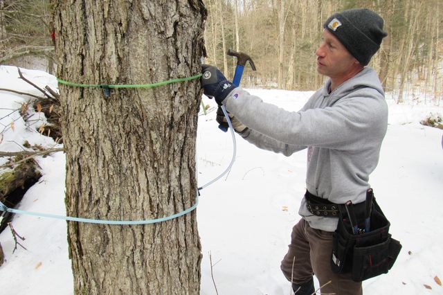 Aaron Wightman, the co-director of the Maple Program at Cornell University, taps a sugar maple tree in the Arnot Forest, February 24, 2022.
